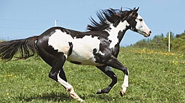 Timeline: La profesión veterinaria en su contexto histórico