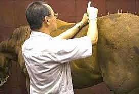 Se establece en China una escuela de veterinaria especializada en caballos