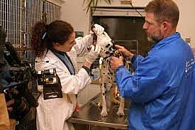 Se funda la Unión Veterinaria