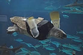 Aletas artificiales en tortugas marinas