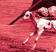 ovejas y Bacillus anthracis (1881)