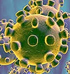 Coronavirus(Covid-19)