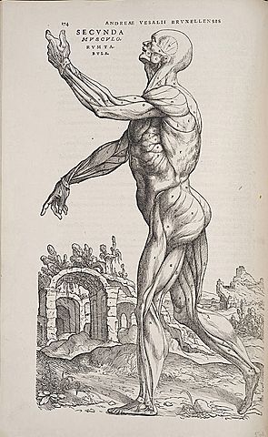 De Humanis corporis fabrica