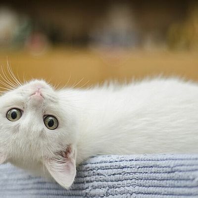 Timeline: Briyith Triana.