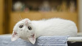 Timeline: Briyith Triana.