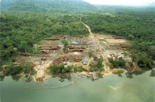 Restrição de desmatamento em florestas