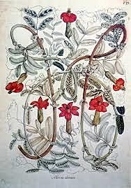 Derrota Ingles y Expedicion Botanica