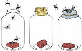 teoria de la generacion expontanea o biogenesis