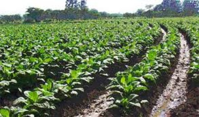 Produccion y venta de tabaco queda liberada del control estatal