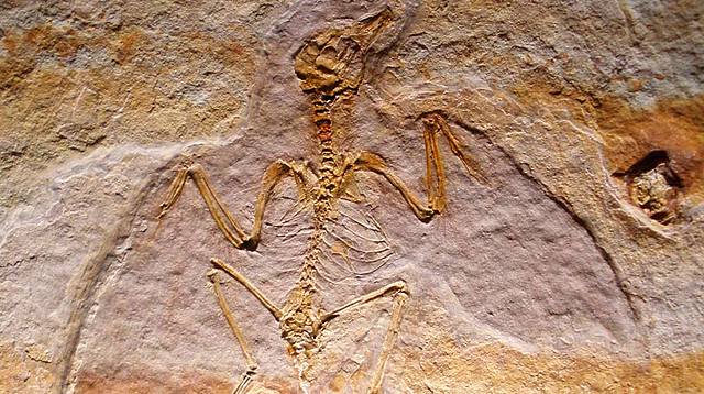 Corriente evolucionista: Nicolas Steno