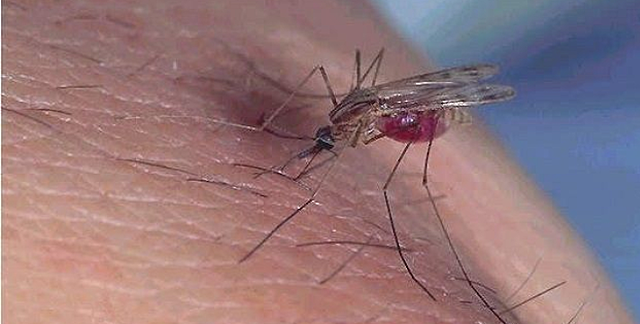 Argentina: epidemia de dengue