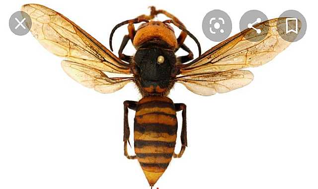 Estados Unidos: avispon asesino