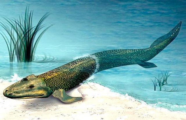 Periodo ordovicico 488 m.a. - 444m.a.