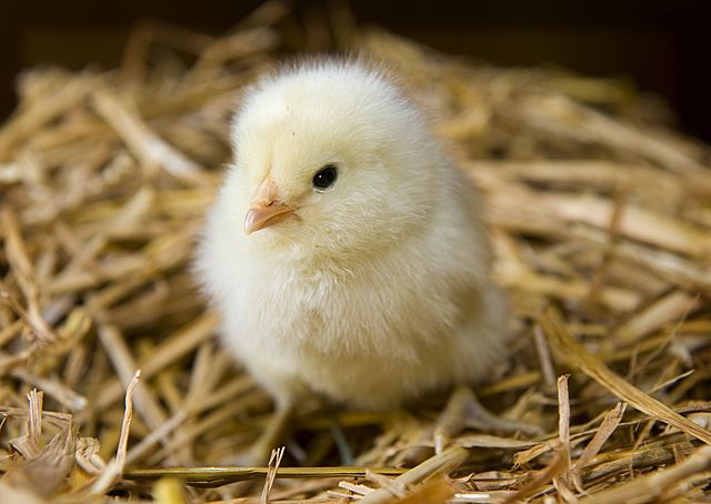 Baby Chick