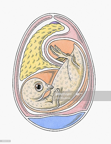Embryo