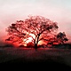 Sunset tree wallpapers 778 1024