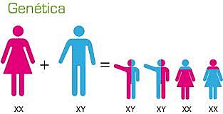 los principios de la herencia