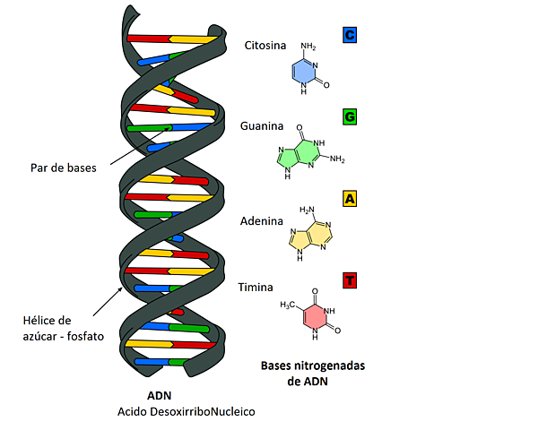 informacion genetica esta en el adn