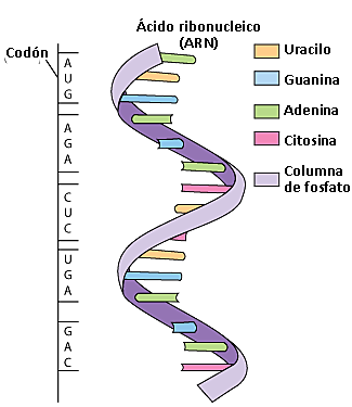 Nirenberg, Khorana y Matthei empiezan a resolver el código genético