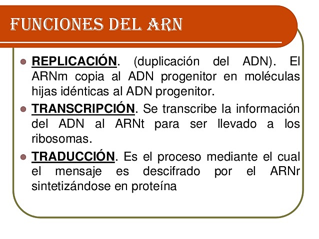 papel del ARNm