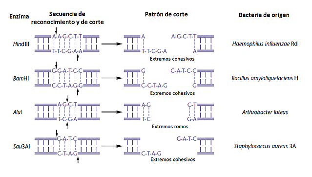 enzimas de restricción