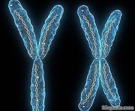 Primer Gen humano clonado: Somatotropina Coriónica