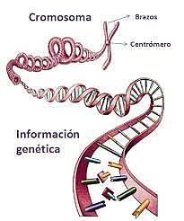Primer genoma secuenciado en su totalidad