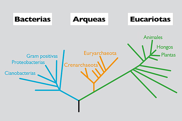 Primer genoma eucariota totalmente secuenciado - Levadura