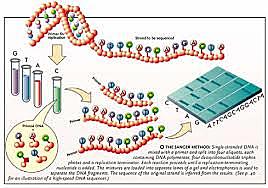 metodos para secuenciar el adn