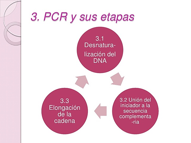 concepto de pcr
