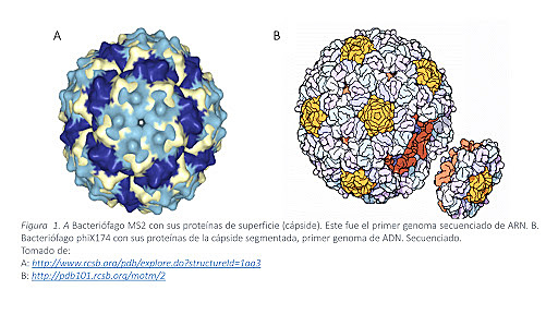 genoma eucariota totalmente secuenciado