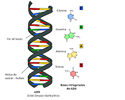 Avery, McCaarty muestran que la información genética esta en el ADN