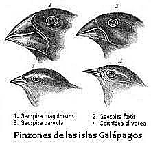 La selección natural es el mecanismo que permite la evolución