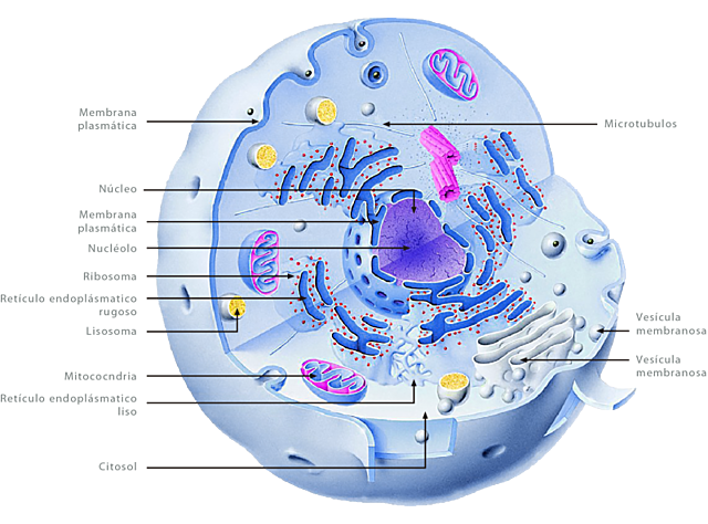 Célula Unidad Constituida