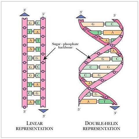 Nirenberg, Khorana y matthei empiezan a resolver el código genético
