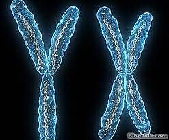 Primer gen humano clonado: somatotropina coriónica