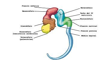 sociedad antropologica de paris