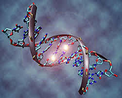 Primer genoma secuenciado en su totalidad - H.influenzae