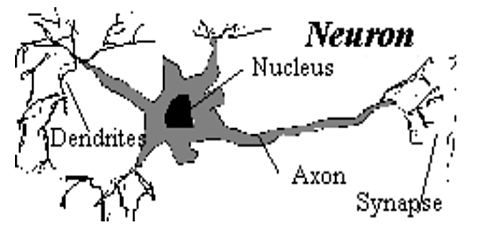 Renacimiento del conexionismo