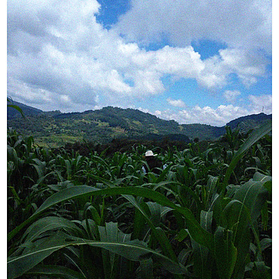 Timeline: agricultura