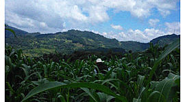 Timeline: agricultura