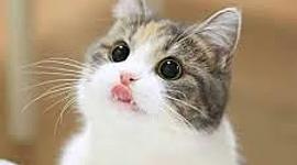 Timeline: historia de mexio