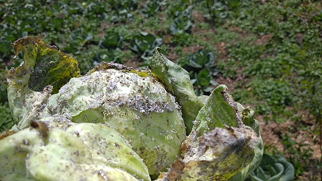 PROBLEMAS SANITARIOS