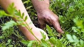 Timeline: HISTORIA DE LAS MALEZAS