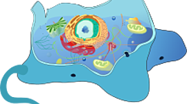 Timeline: HISTORIA DE LA CLONACIÓN