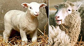 Timeline: HISTORIA DE CLONACIÓN