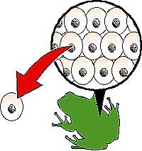 El primer experimento