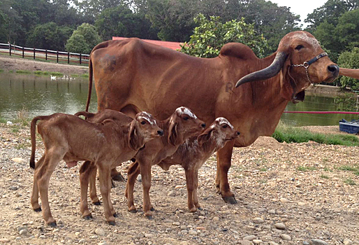 Primeros terneros clonados