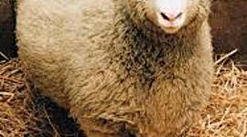 Timeline: historia de la clonación