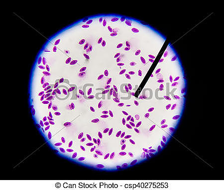 La primera clonación del mundo animal